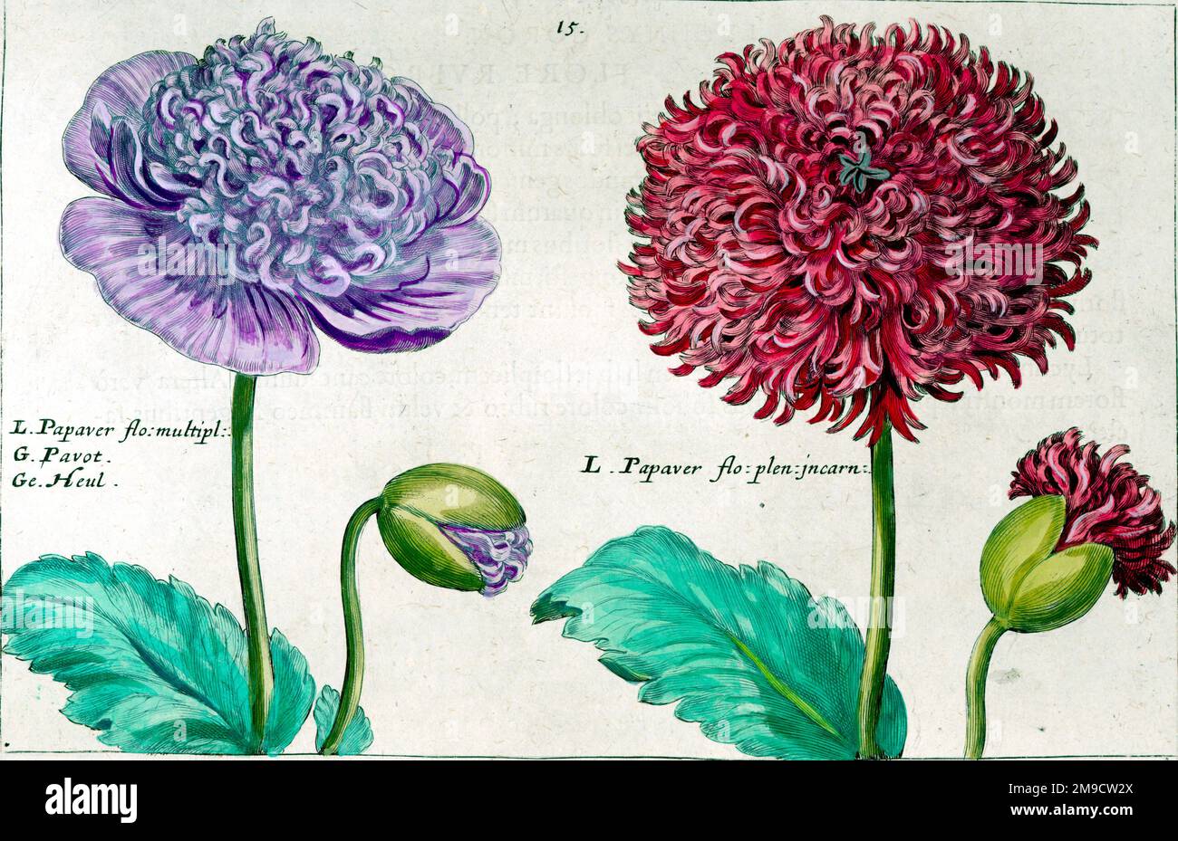 Hortus Floridus - Papaver Banque D'Images