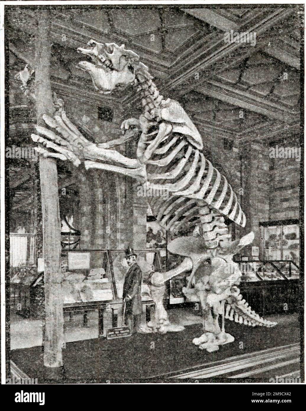 Megatherium - squelette de Sloth de sol géant (fossile) Banque D'Images