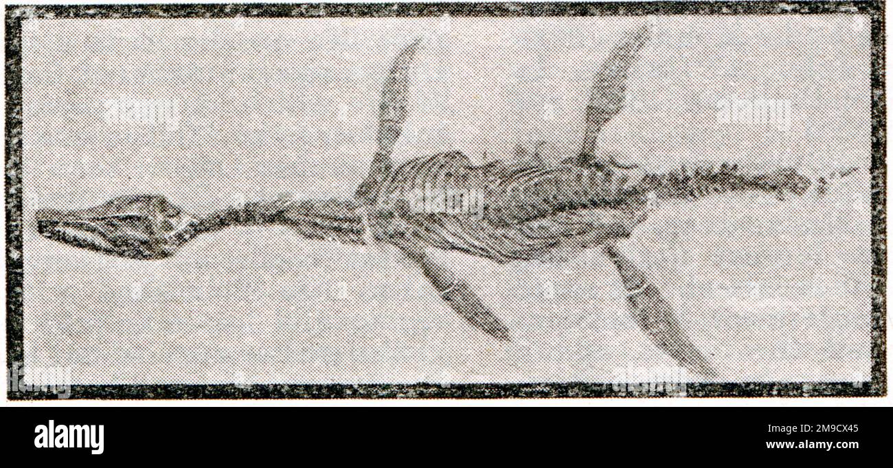 Plésiosaurus reptile marin (fossile) de la période jurassique Banque D'Images