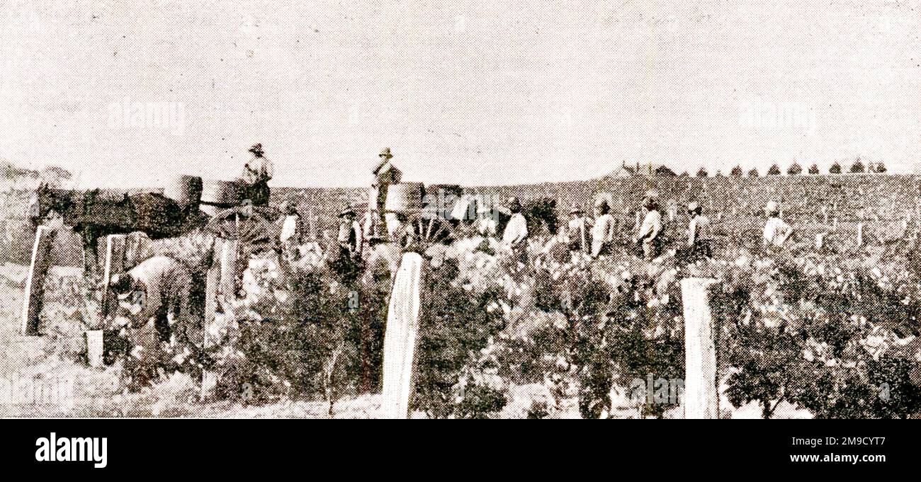 Cueillette de raisins dans le vignoble australien Banque D'Images