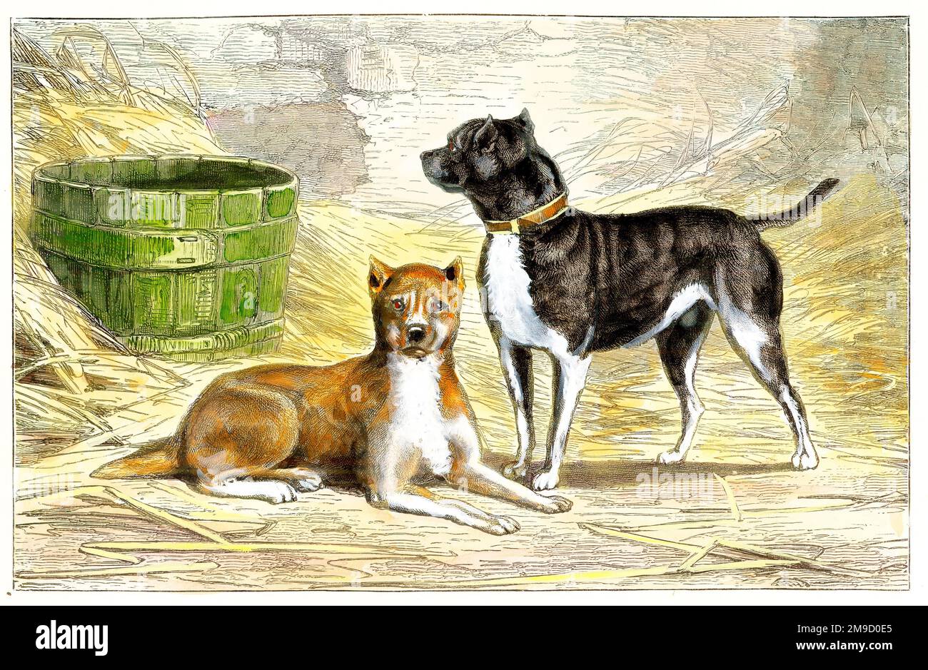 Chiens - Terriers anglais démodés Banque D'Images