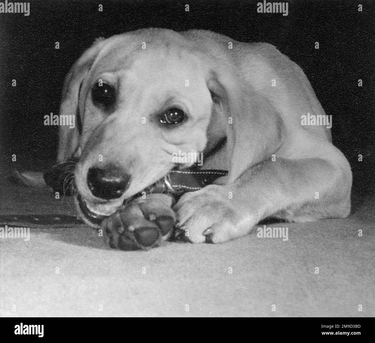 Labrador chiot mastiquer une sangle en cuir. Banque D'Images
