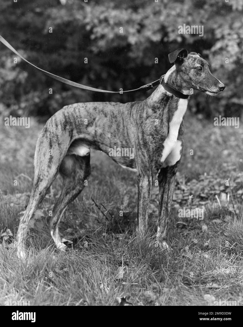 chien whippet noir et blanc