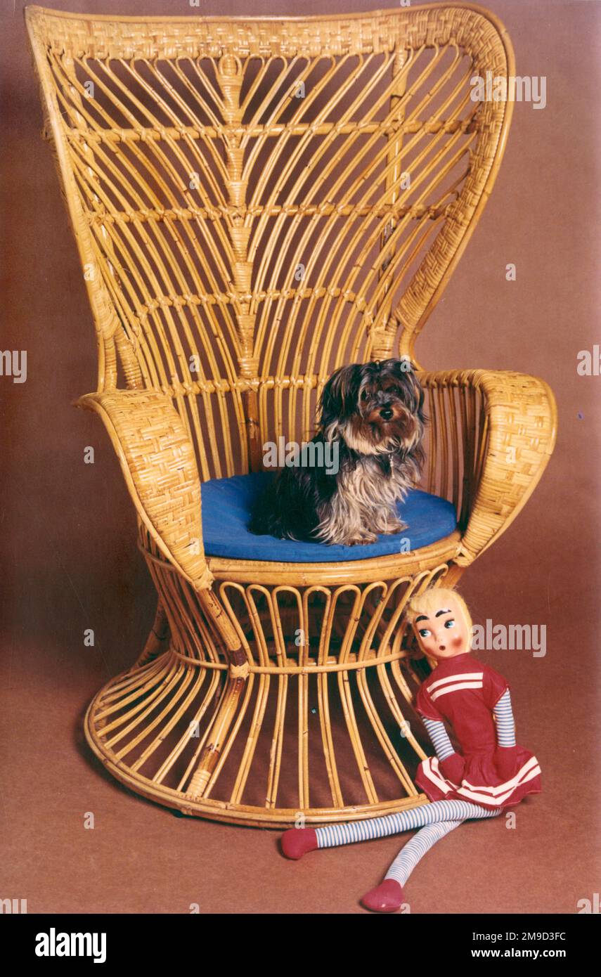 Petit chien de terrier assis dans une chaise de travail de pousse, avec une poupée sur le sol ci-dessous. Banque D'Images