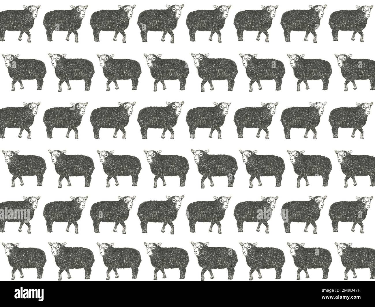 Motif de répétition de mouton noir. Banque D'Images