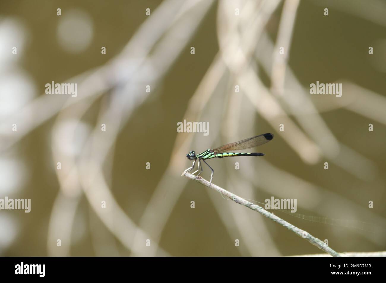 Les papillons et libellules du Sri Lanka dans la nature Banque D'Images