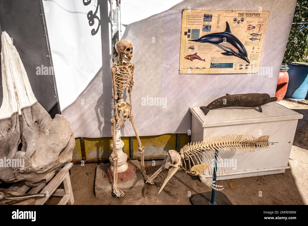Squelette humain et dauphin exposé au Museo de la Ballena, la Paz, Baja California, Mexique Banque D'Images