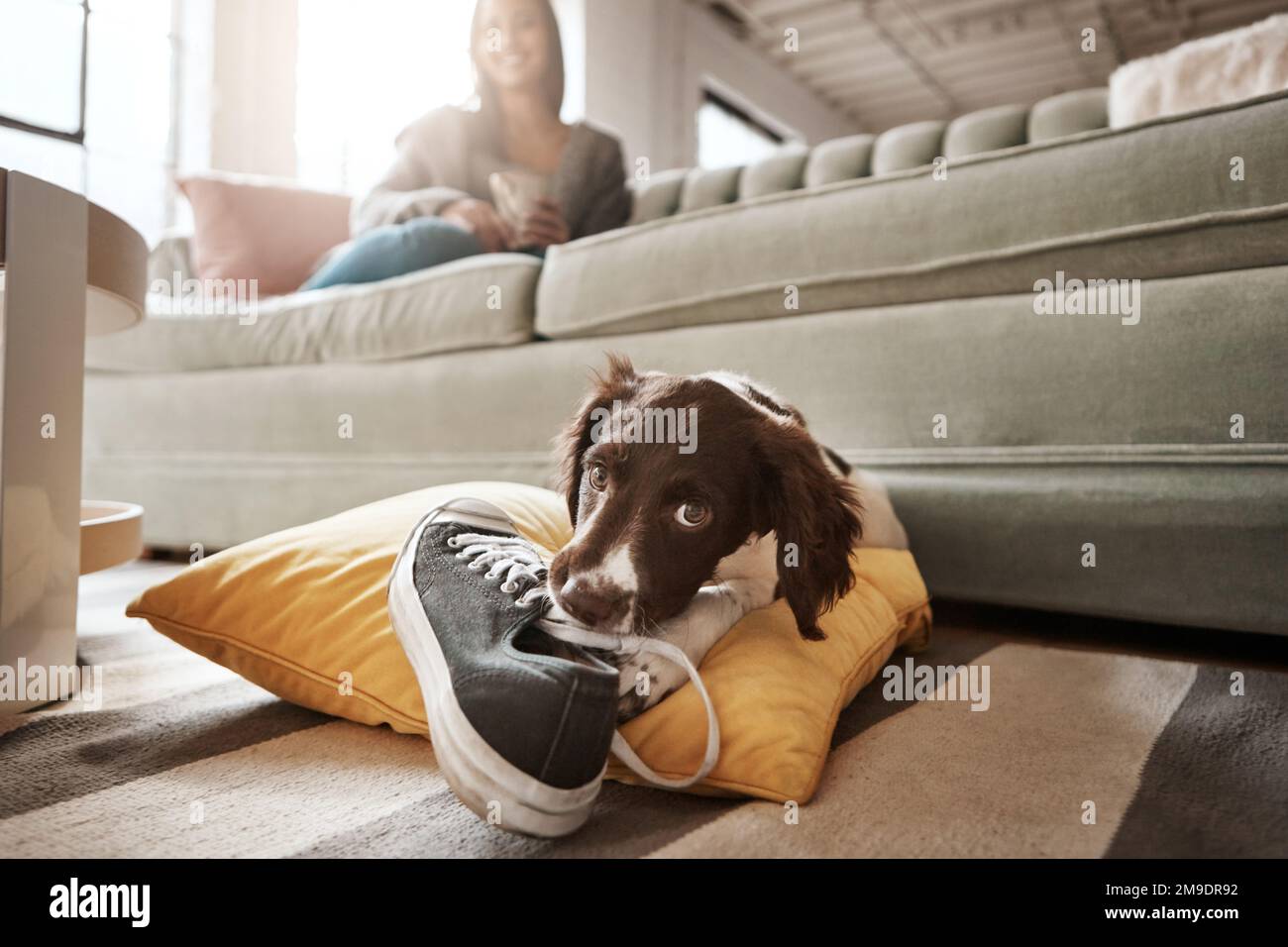 Animaux de compagnie, animaux et chiens avec des chaussures dans le salon pour jouer, bonheur et détente avec le propriétaire à la maison. Entraînement, animaux domestiques et femme sur le canapé avec Banque D'Images