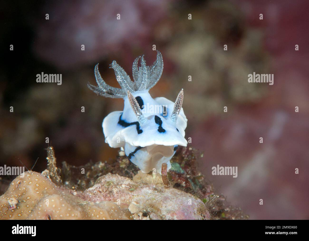 La nudibranche chromodoris de Willan repose sur le corail. Gros plan d'une limace de mer, d'une nudibranche doridée, d'un mollusque gastéropode marin sans coquille rampant sur CO Banque D'Images