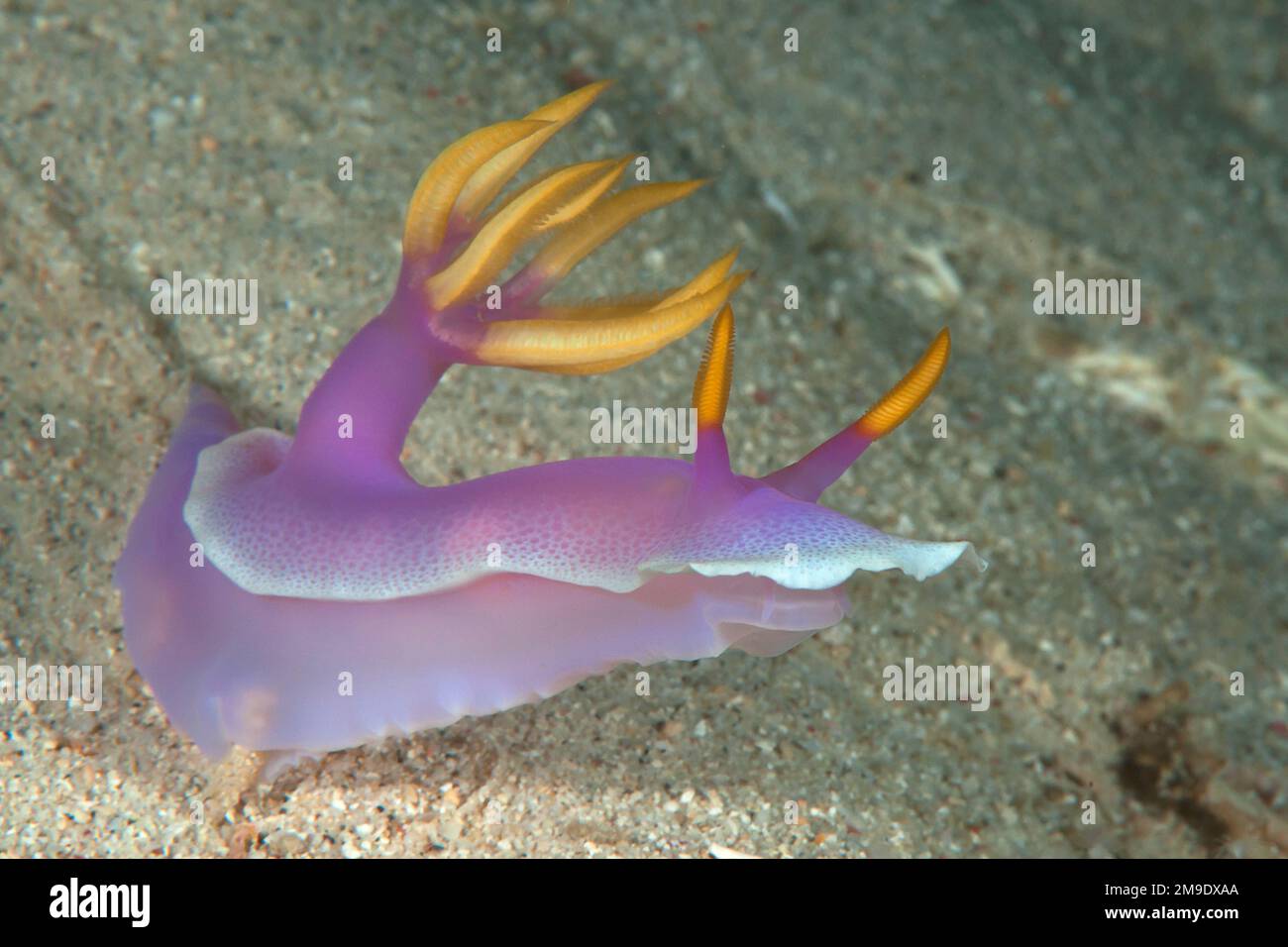 La nudibranche violette colorée rampe sur le corail dur Banque D'Images