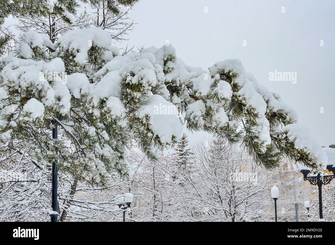 Branche de pins enneigés dans le parc municipal d'hiver proche après de fortes chutes de neige. Aiguilles vertes sous une neige blanche et douce sur un paysage urbain flou arrière-plan Banque D'Images