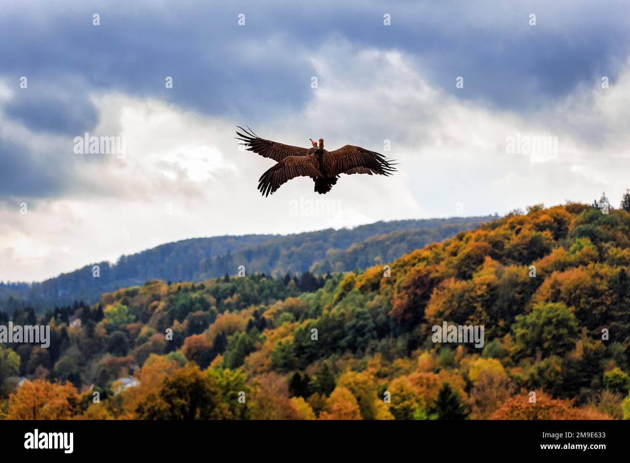 Deux vautour à capuchon (Necrosyrtes monachus) volant dans le ciel nuageux au-dessus de la forêt d'automne, captifs, Parc ornithologique, Adlerwart Berlebeck, Detmold, Nord Banque D'Images