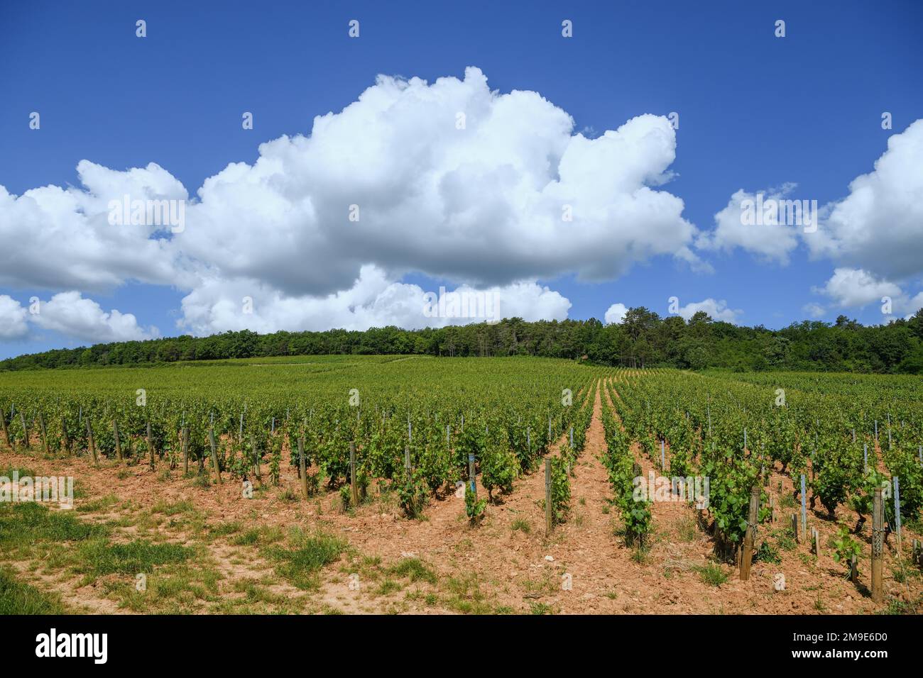 Vignes sur la route des Grands-crus, route des Grands vins, près de Savigny-les-Beaune, département Côte-d'Or, Bourgogne, France Banque D'Images