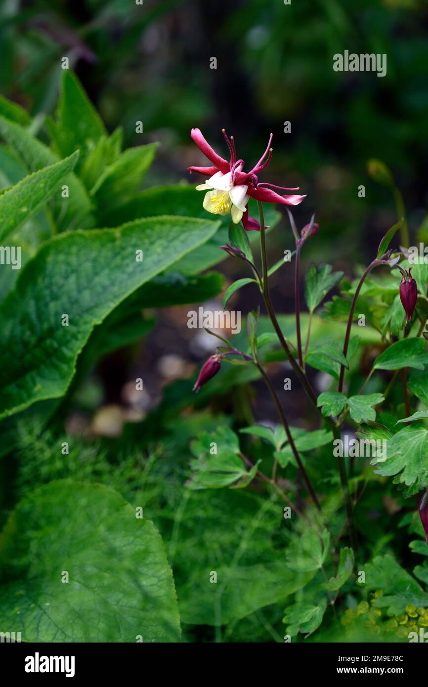 Aquilegia caerulea, rouge,blanc,rouge et blanc fleurs,bicolore,bicolore,bicolore,bicolore,bicolore,bicolore,aquilegias,fleur,fleurs,fleurs,fleurs,fleurs,RM Floral Banque D'Images