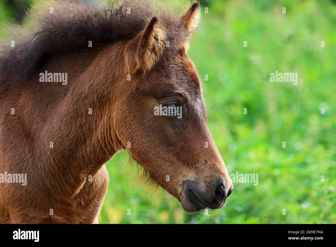 Jeune cheval islandais (Equus islandicus), poulain brun, filly, femme, animal enfant, Portrait, Schleswig-Holstein, Allemagne Banque D'Images