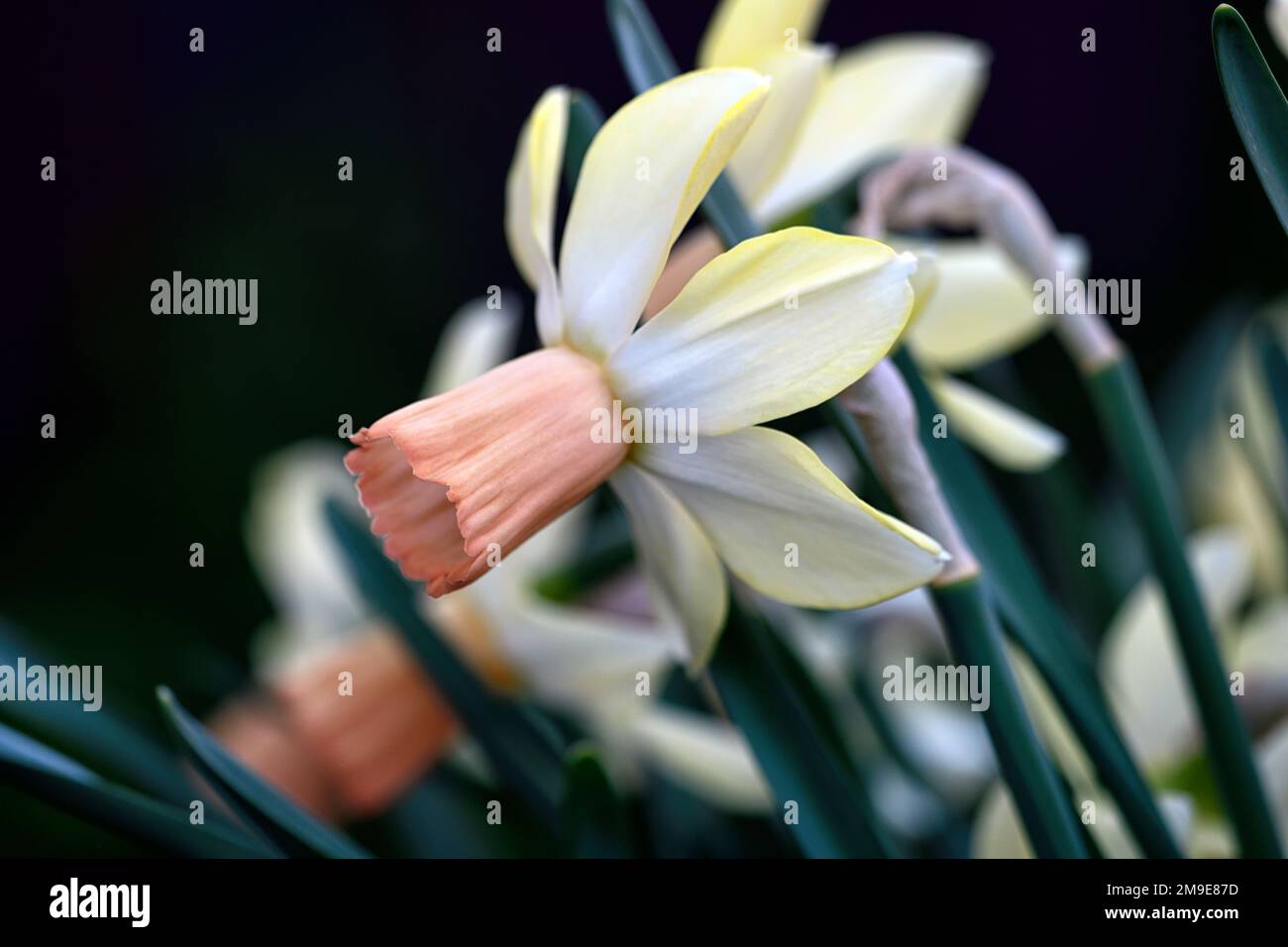 Narcisse Carice,Daffodil Carice,pétales blanc crémeux,tube rose saumon,bicolore,bicolore,bicolore,bicolore,bicolore,jonquilles,fleurs de printemps,RM Floral Banque D'Images