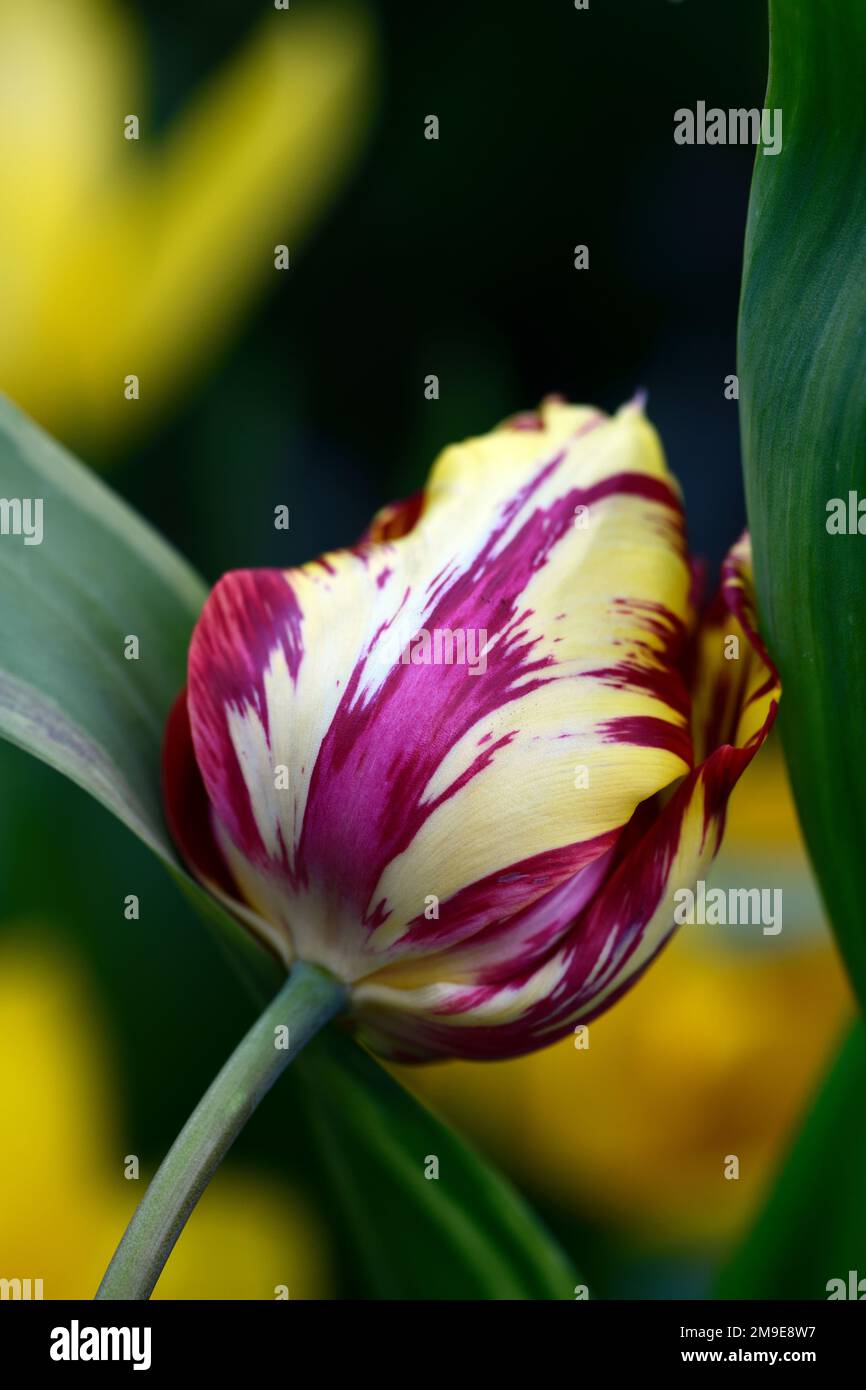 Tulipa Saskia,Tulipa Saskia rembrandt,Florist anglais tulipe,casse