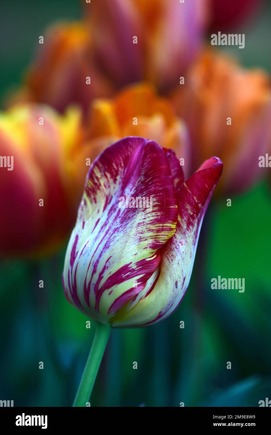 Tulipa Saskia,Tulipa Saskia rembrandt,Florist anglais tulipe,casse