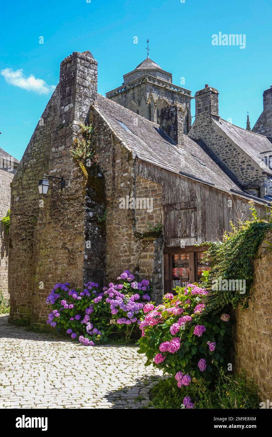 Hortensias en face de la vieille maison en pierre, Locronan, récompensé comme l'un des plus beaux villages de France, département de Finistère Penn-ar-Bed Banque D'Images