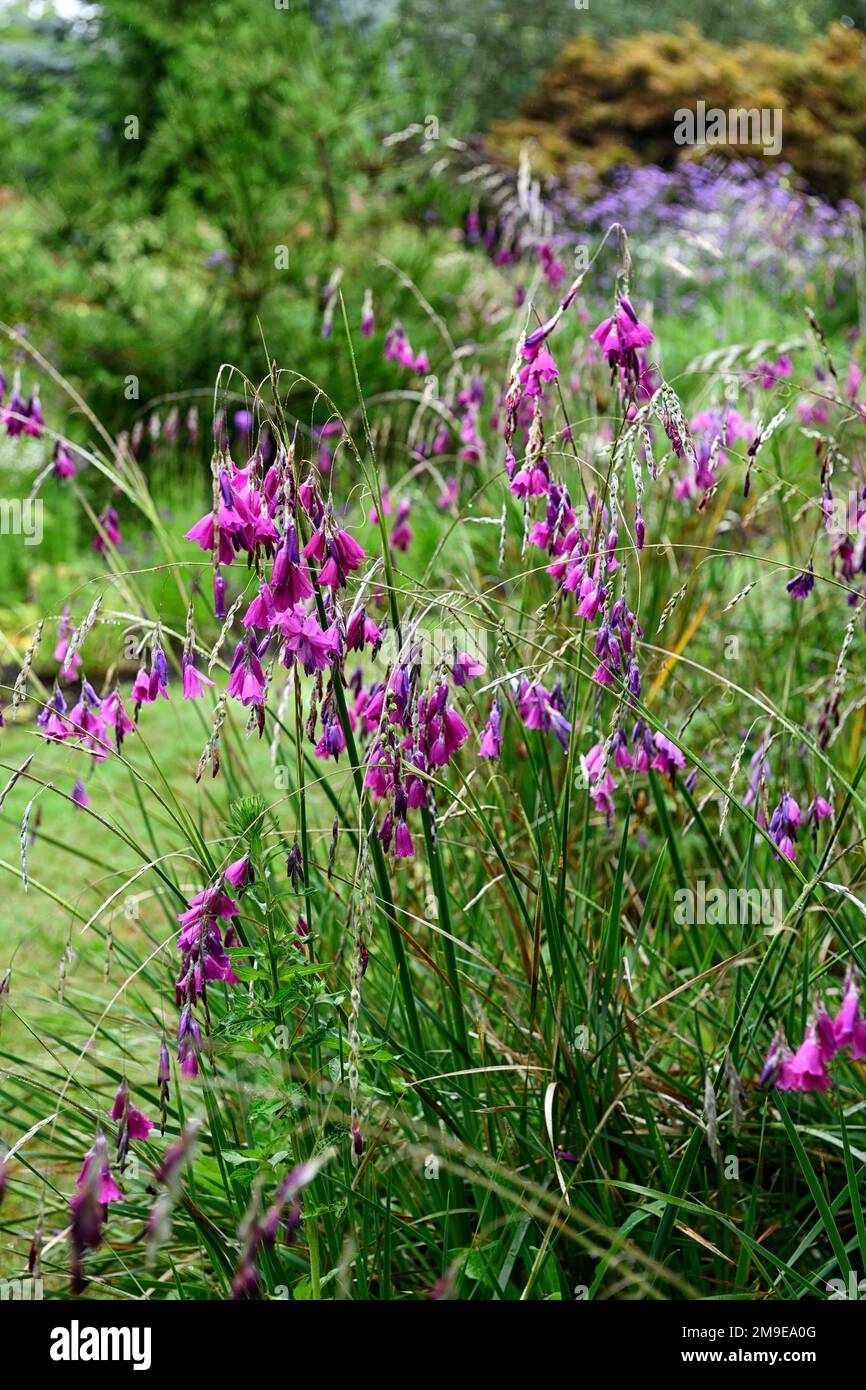 Dierama pulcherrimum,fleurs violettes roses,fleurs,vivaces,arbing,bancale,pendante,en forme de cloche,anges de pêche tiges,RM Floral Banque D'Images