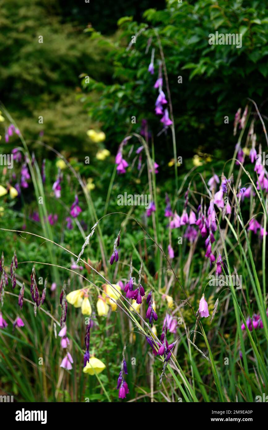 Dierama pulcherrimum,fleurs violettes roses,fleurs,vivaces,arbing,bancale,pendante,en forme de cloche,anges de pêche tiges,RM Floral Banque D'Images