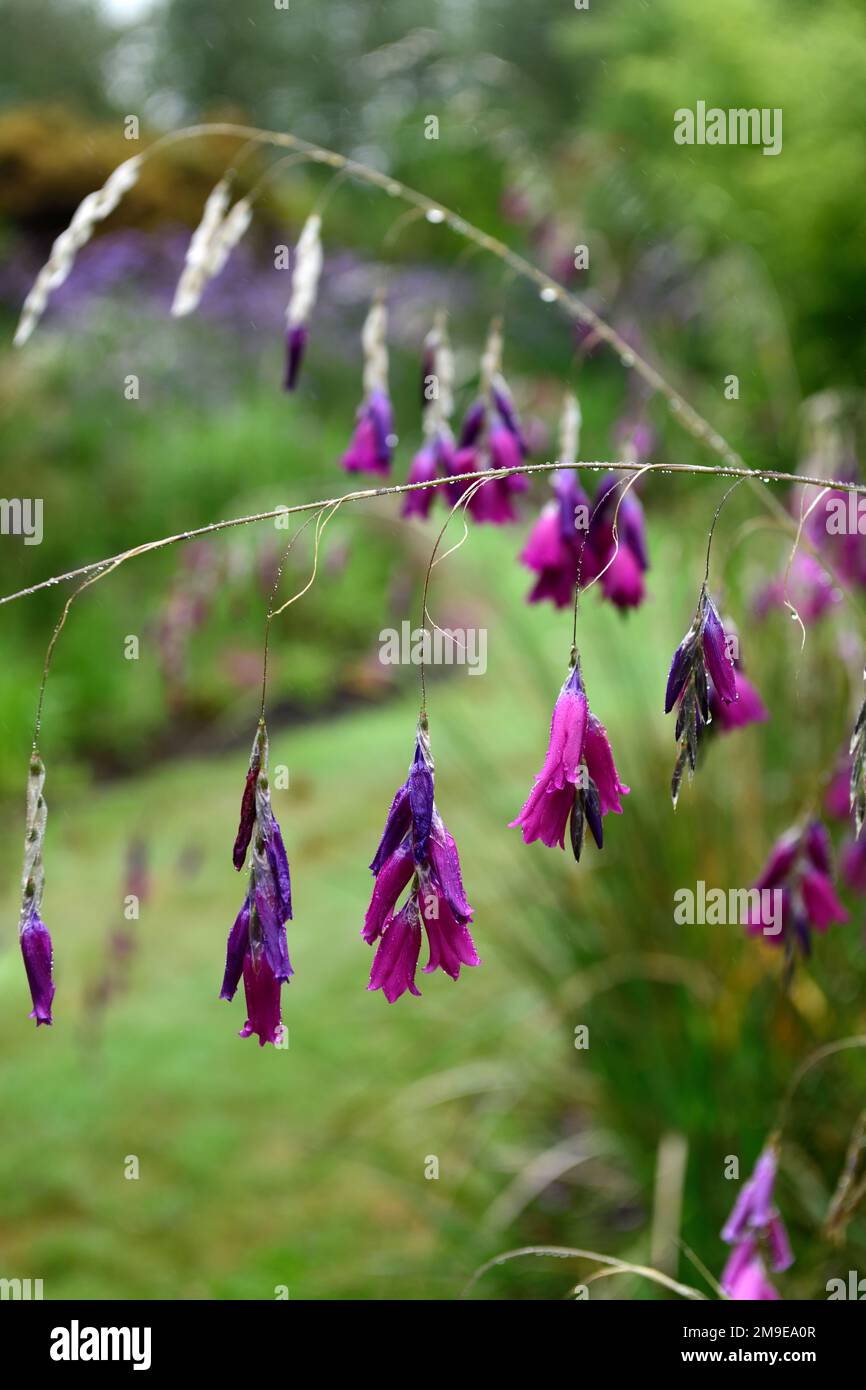 Dierama pulcherrimum,fleurs violettes roses,fleurs,vivaces,arbing,bancale,pendante,en forme de cloche,anges de pêche tiges,RM Floral Banque D'Images