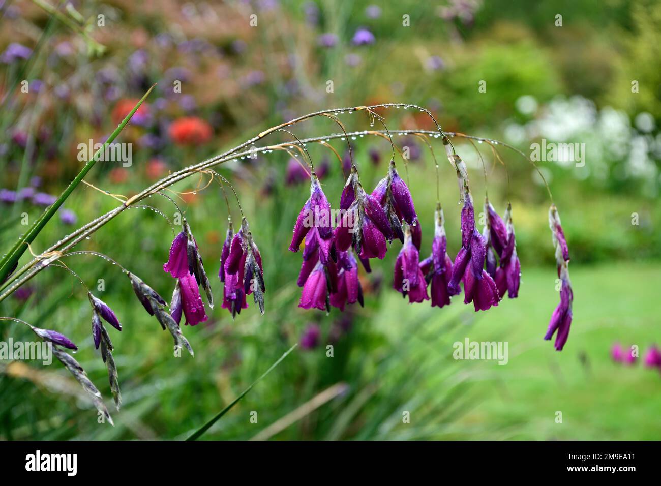 Dierama pulcherrimum,fleurs violettes roses,fleurs,vivaces,arbing,bancale,pendante,en forme de cloche,anges de pêche tiges,RM Floral Banque D'Images