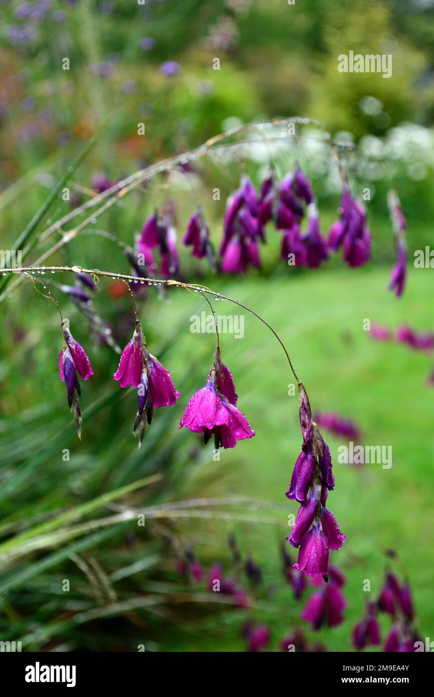 Dierama pulcherrimum,fleurs violettes roses,fleurs,vivaces,arbing,bancale,pendante,en forme de cloche,anges de pêche tiges,RM Floral Banque D'Images