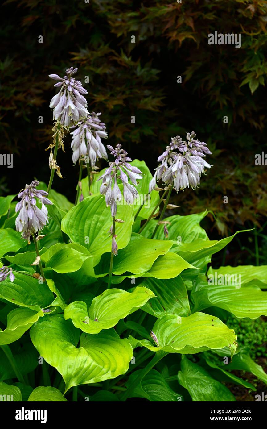 hostaa, feuilles de hosta vert lime, feuillage de hosta vert lime, fleurs de lilas blanc, hostas à fleurs, hosta à fleurs, jardin, RM Floral Banque D'Images