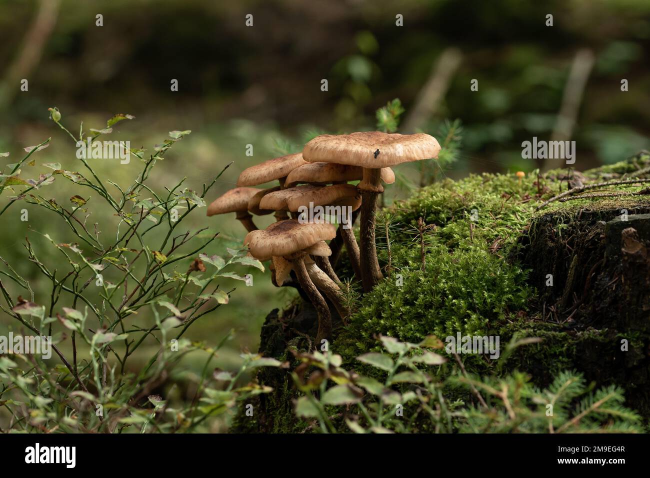 Un gros cliché de champignons du miel (Armillaria ostoyae), de mousses et de plantes vertes Banque D'Images