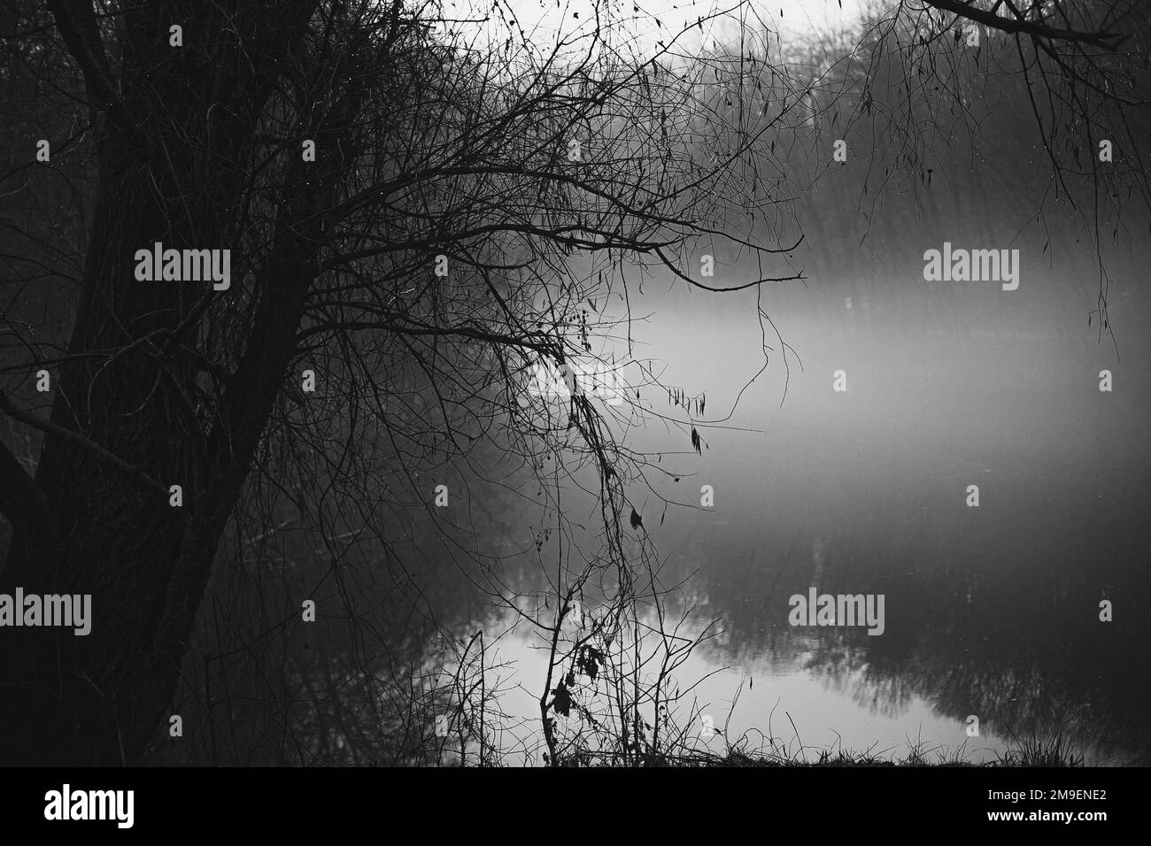 Matin brumeux à la photo de paysage de lac Banque D'Images