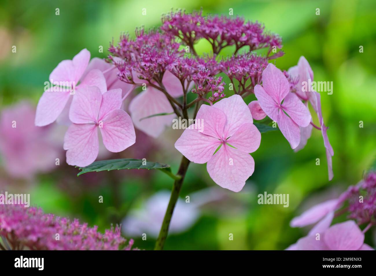 Hydrangea macrophylla Mariesii Perfecta Banque D'Images