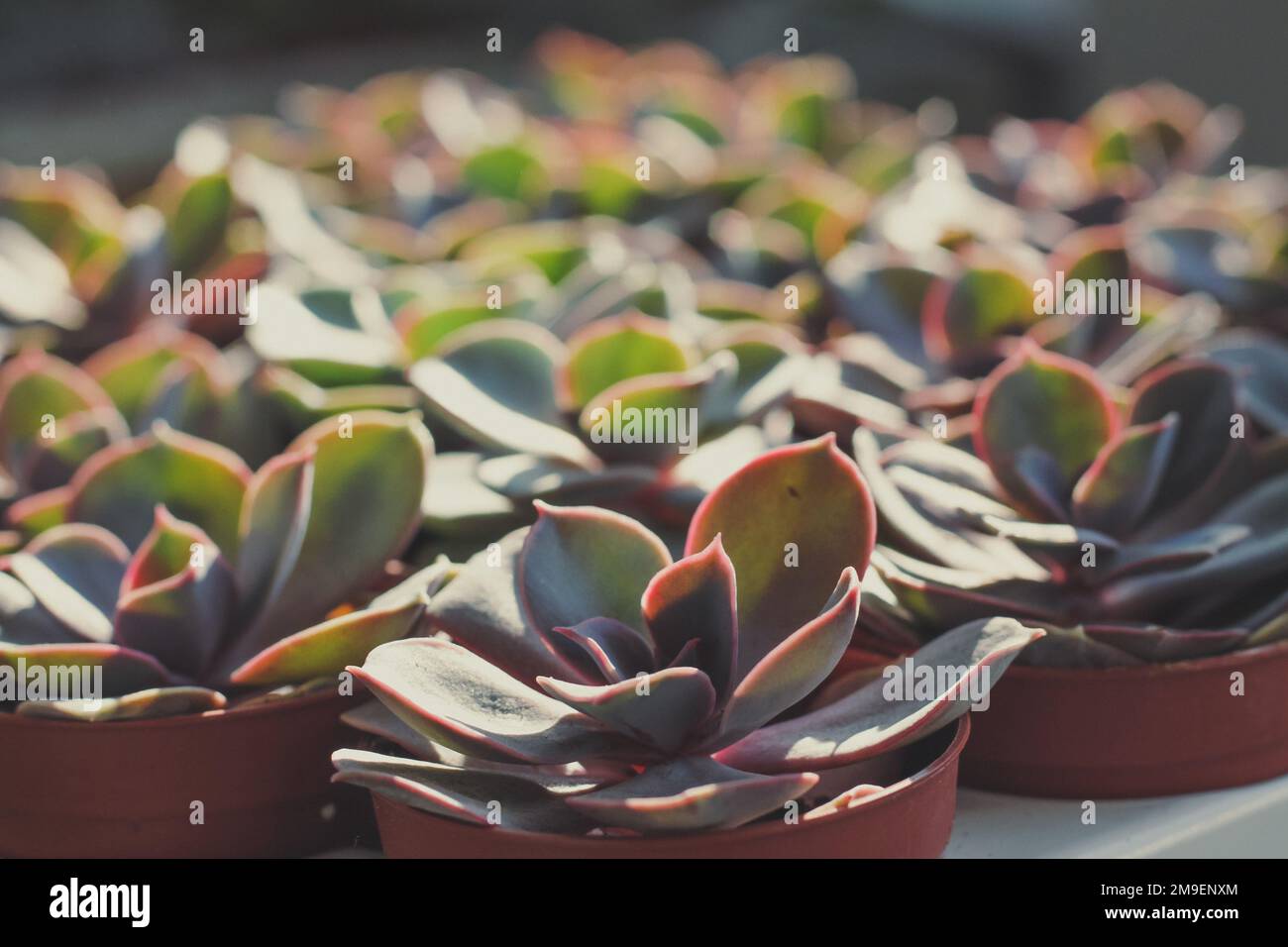 Gros plan plantes succulentes en pot sous lumière du soleil concept photo Banque D'Images
