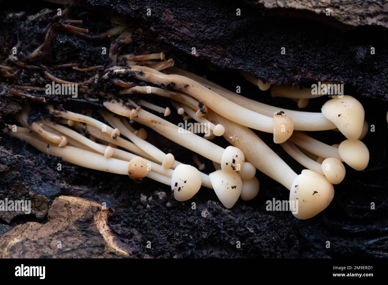 Champignons Enoki sauvages Banque D'Images