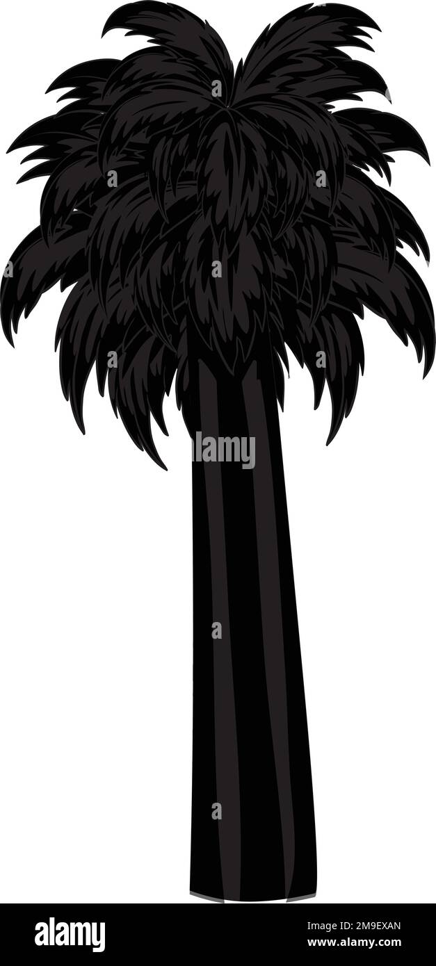 Palmier tropical, silhouettes noires isolées sur fond blanc vectoriel. Illustration de Vecteur