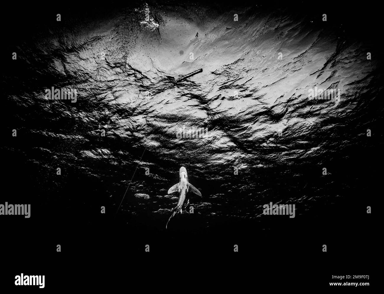 Le requin blanc océanique est visible sur le récif d'Elphistone, dans la mer Rouge égyptienne. 28-11-2022. Le requin océanique à pointe blanche, également connu sous le nom de requin naufragé, Brow Banque D'Images