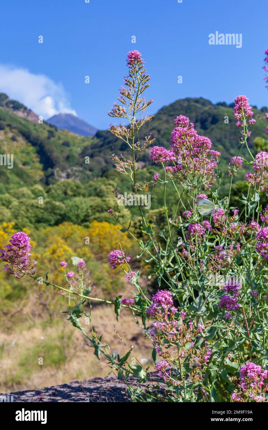 Vue lointaine sur l'Etna, le plus haut volcan d'Europe Banque D'Images