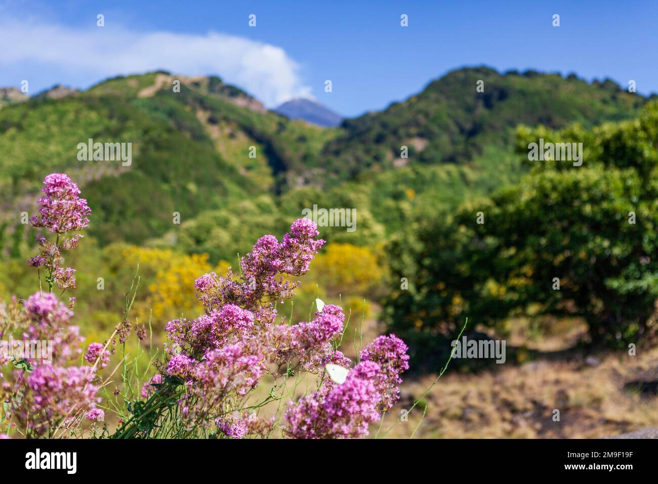 Vue lointaine sur l'Etna, le plus haut volcan d'Europe Banque D'Images