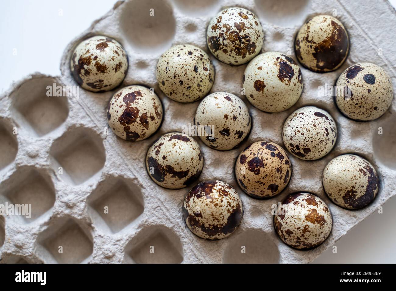 Œufs de caille tachetée dans une boîte à œufs sur fond clair, produits naturels écologiques. Banque D'Images
