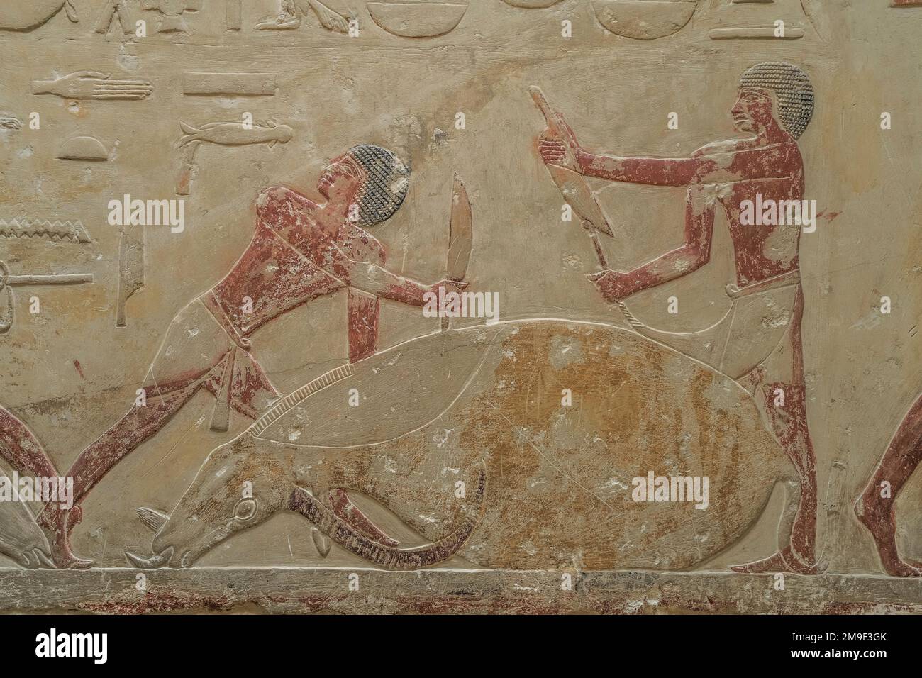 Männer schlachten in rind, relief in den Grabbauten des Idut, Unas-Ank und Inefert, Nekropole von Sakkara, Ägitten Banque D'Images