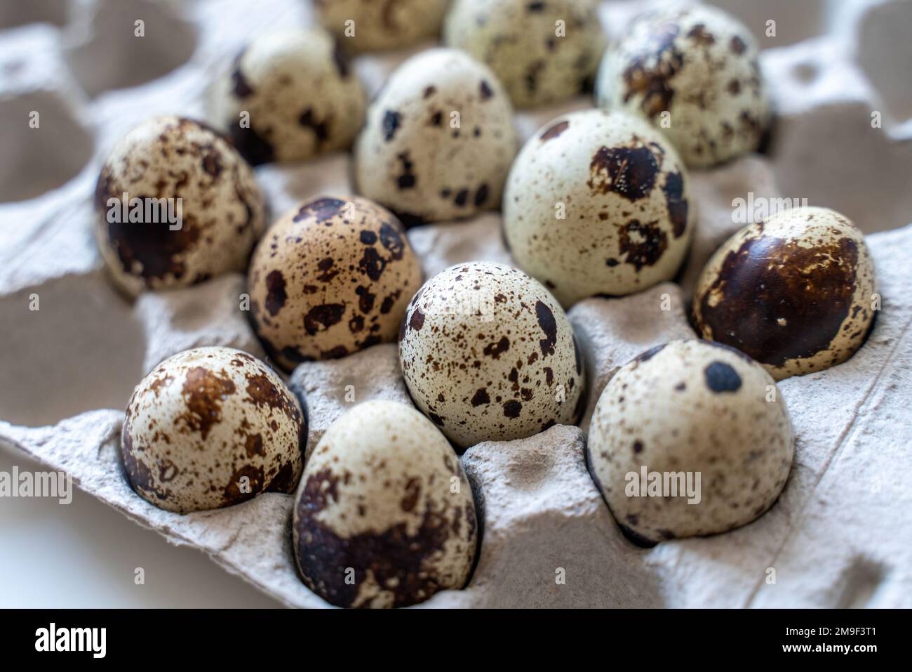 Œufs de caille tachetée dans une boîte à œufs sur fond clair, produits naturels écologiques. Banque D'Images