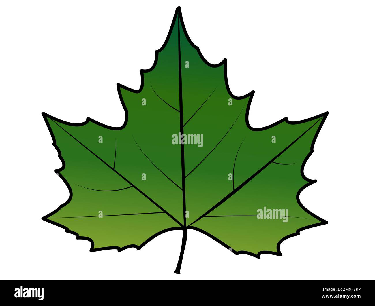 Feuille d'arbre plane verte. Platanus, platano feuille de dessin isolé