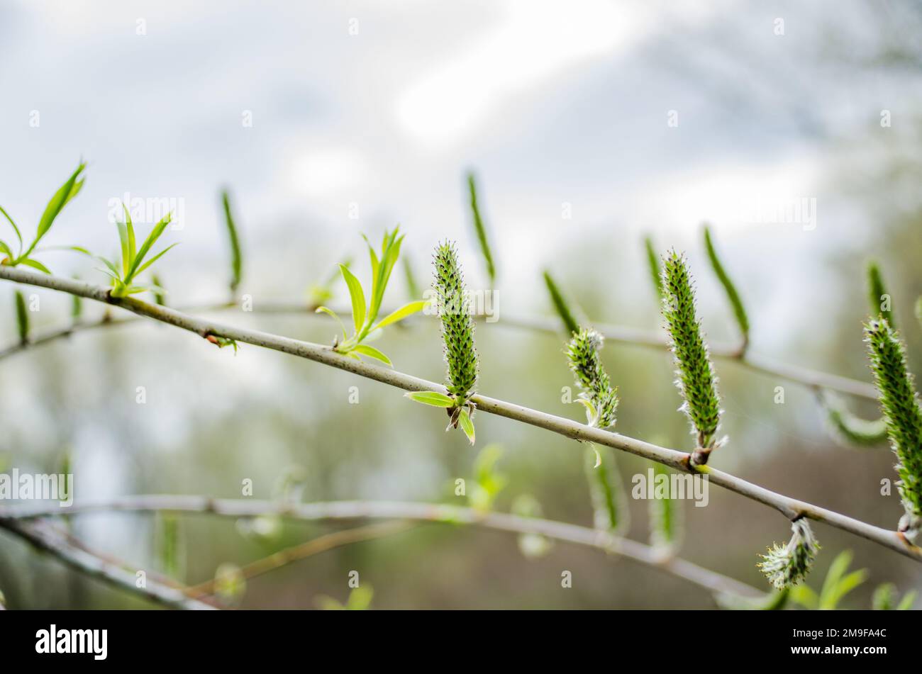 Augmentation des inflorescences mâles à fleurs chat ou ament sur un saule blanc de Salix alba au début du printemps. Recueillir le pollen des fleurs et des bourgeons Banque D'Images