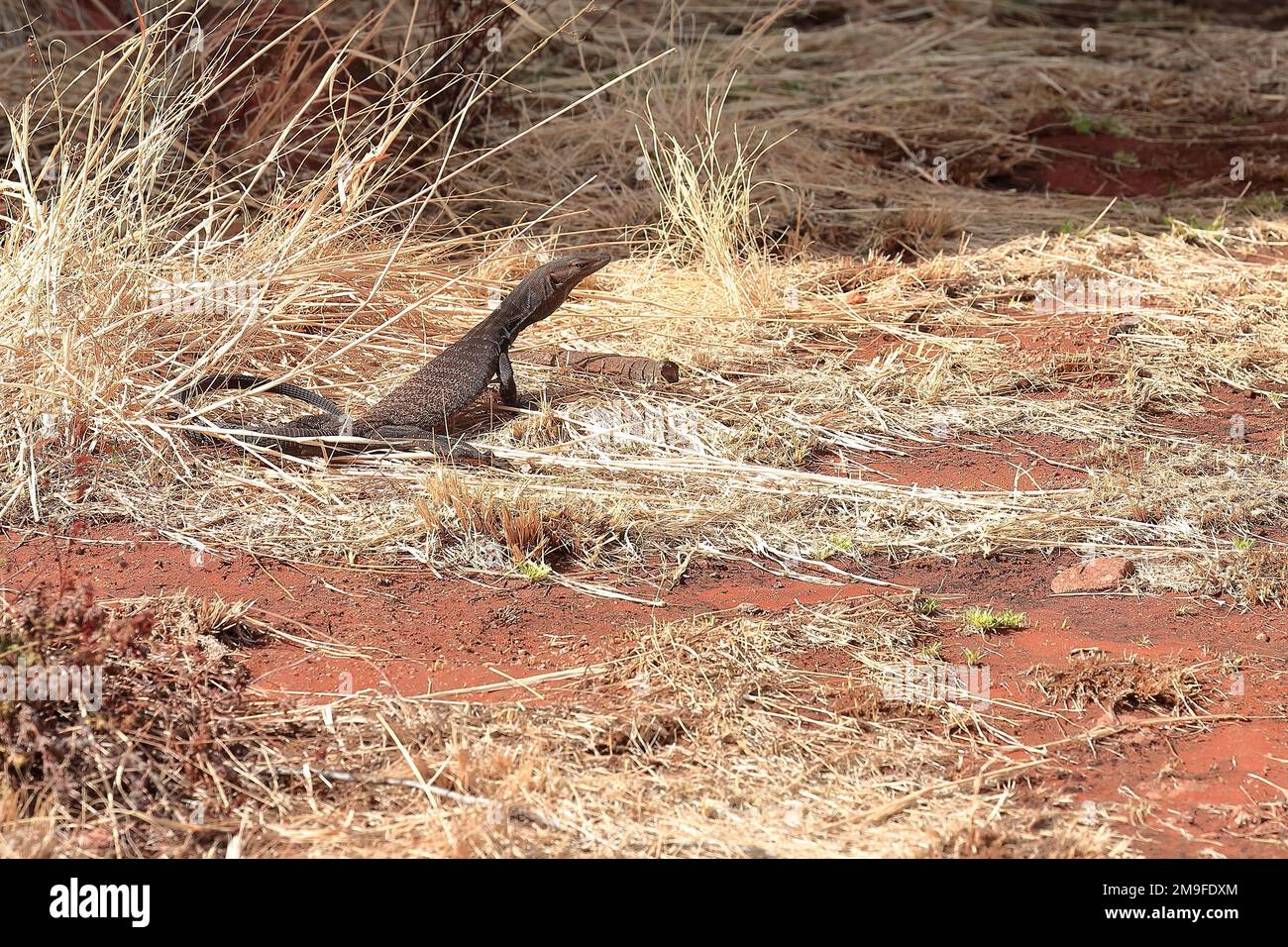 420 la goanna de sable se prélassant au soleil, à côté de la section Walk-Mala de la base d'Uluru. NT-Australie. Banque D'Images