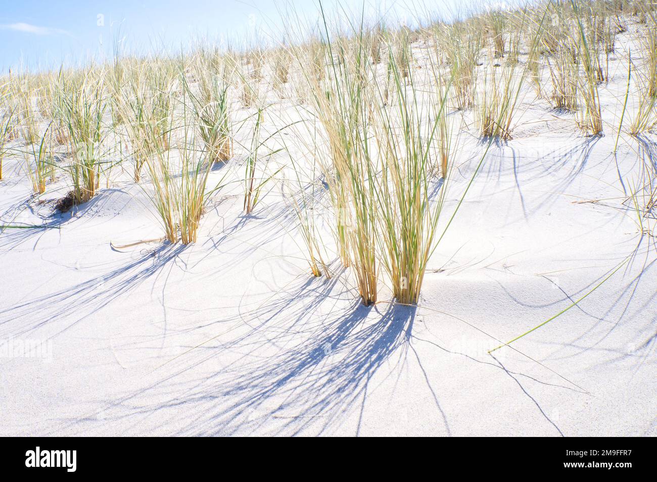 Dune sur la plage de la mer Baltique avec de l'herbe de dune. Plage de sable blanc sur la côte. Ciel bleu. Paysage de la nature Banque D'Images