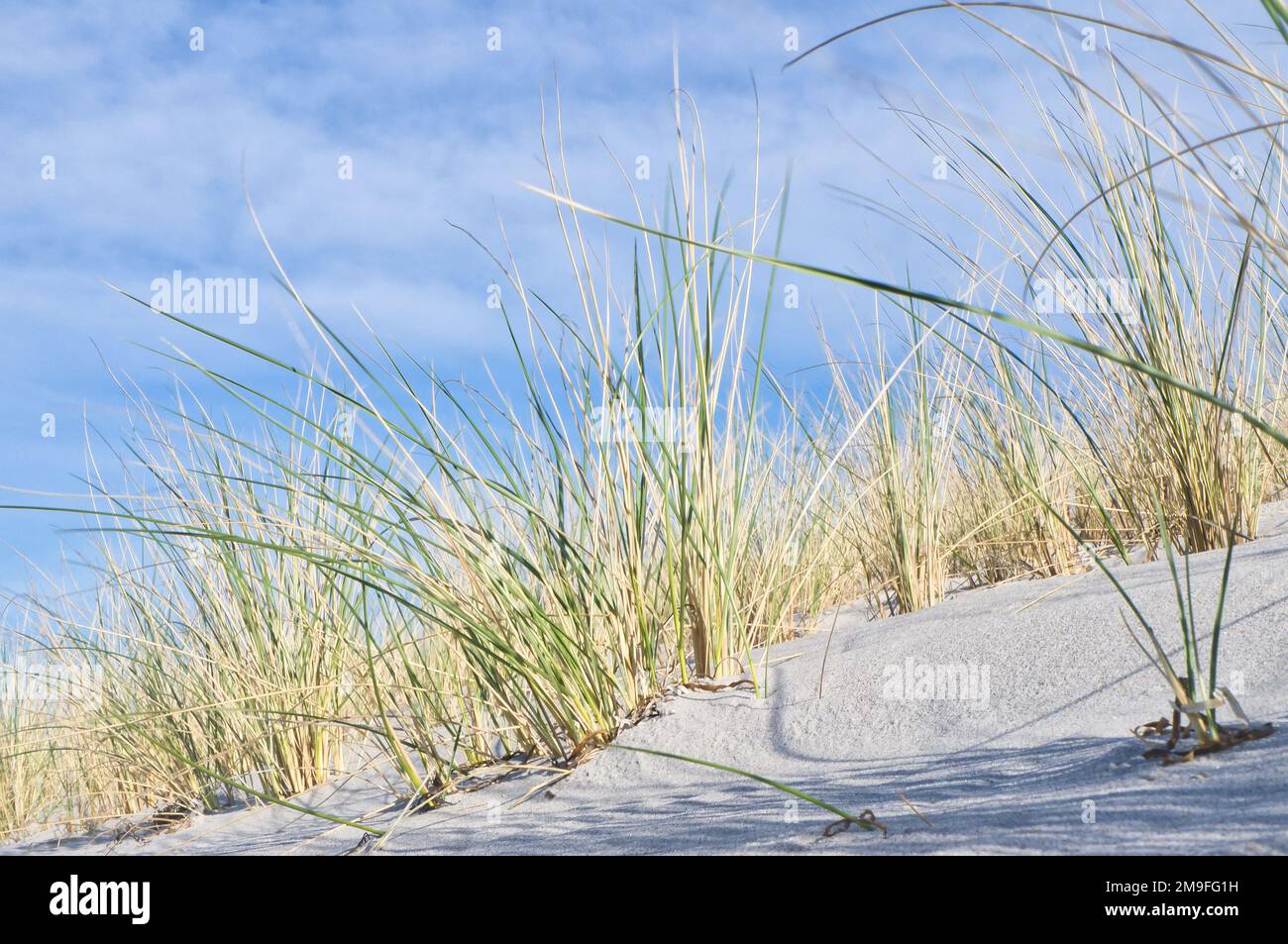 Dune sur la plage de la mer Baltique avec de l'herbe de dune. Plage de sable blanc sur la côte. Ciel bleu. Paysage de la nature Banque D'Images