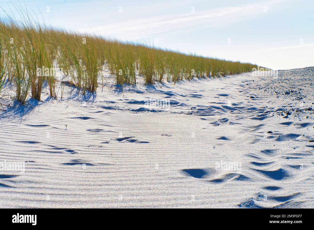 Dune sur la plage de la mer Baltique avec de l'herbe de dune. Plage de sable blanc sur la côte. Ciel bleu. Paysage de la nature Banque D'Images