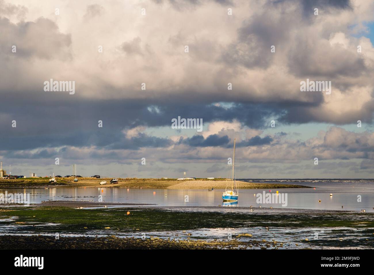 Les barboteuse se nourrissent sur le rivage devant la marée entrante à Red Wharf Bay (Traeth Coch), Benllech, île d'Anglesey (Ynys mon), pays de Galles, Royaume-Uni, Britai Banque D'Images