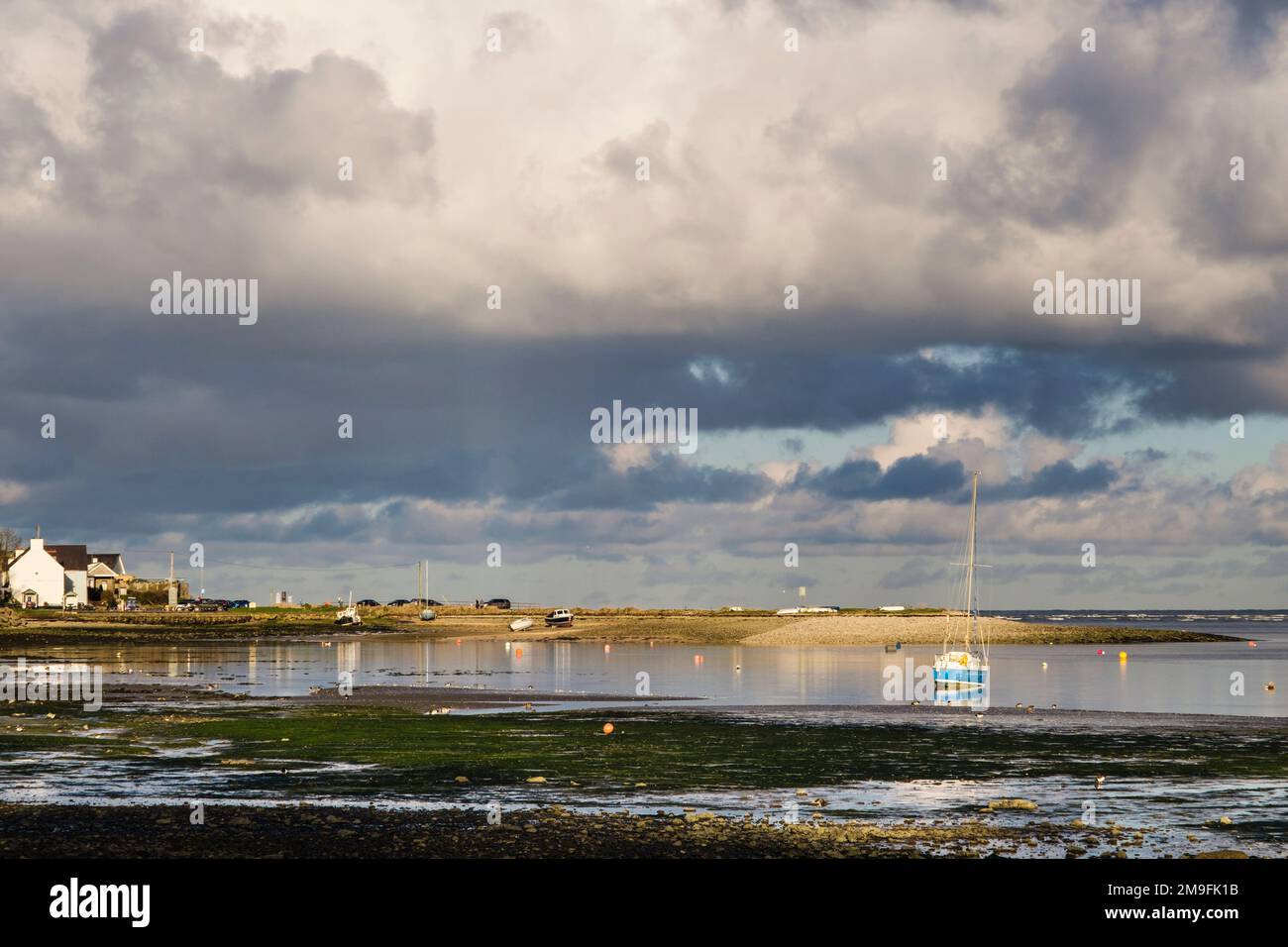 Les barboteuse se nourrissent sur le rivage devant la marée entrante à Red Wharf Bay (Traeth Coch), Benllech, île d'Anglesey (Ynys mon), pays de Galles, Royaume-Uni, Britai Banque D'Images