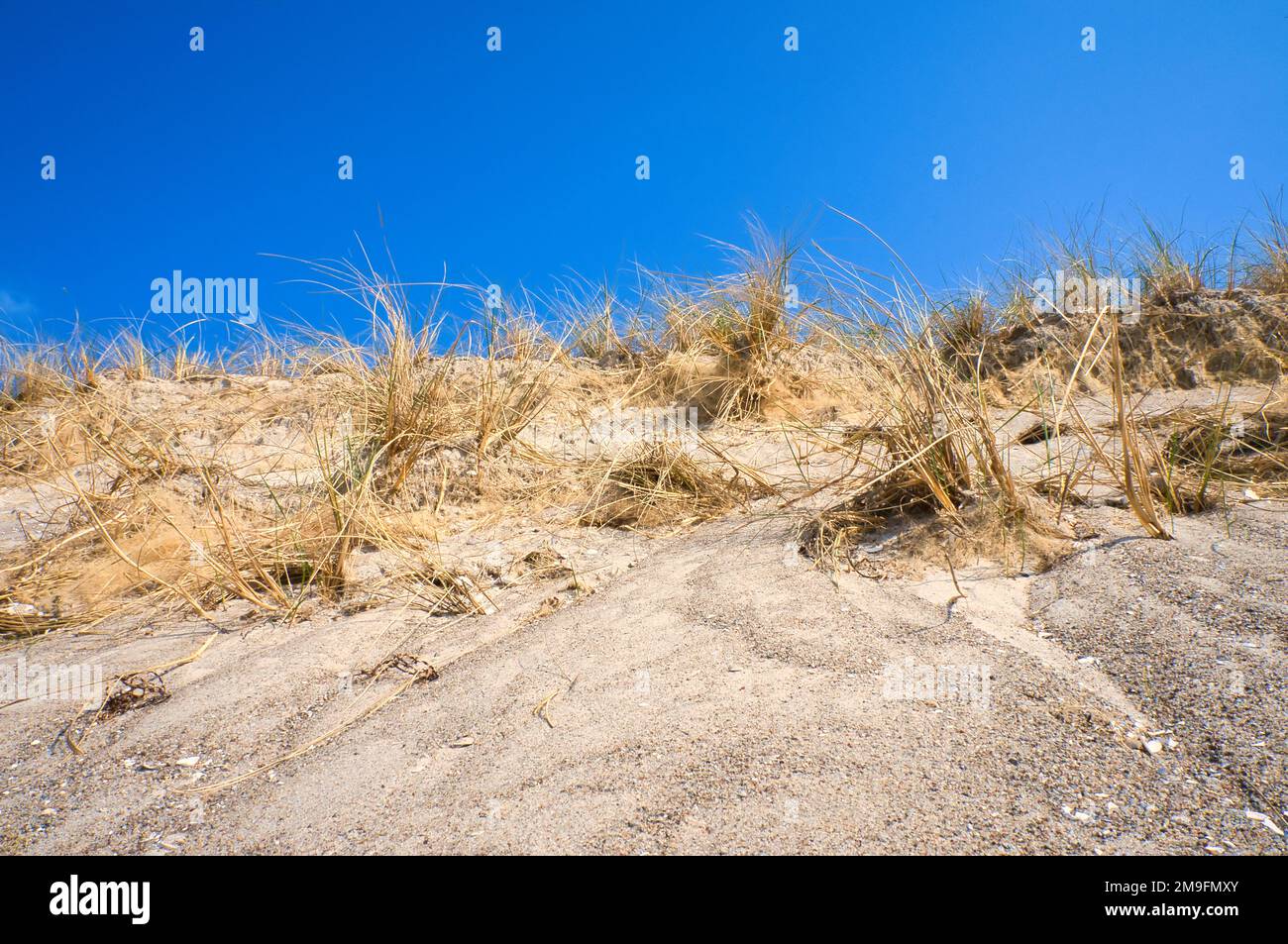 Dune sur la plage de la mer Baltique avec de l'herbe de dune. Plage de sable blanc sur la côte. Ciel bleu. Paysage de la nature Banque D'Images